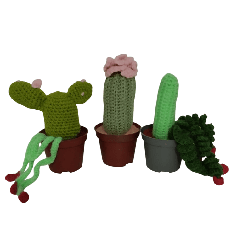 cactus pequeños