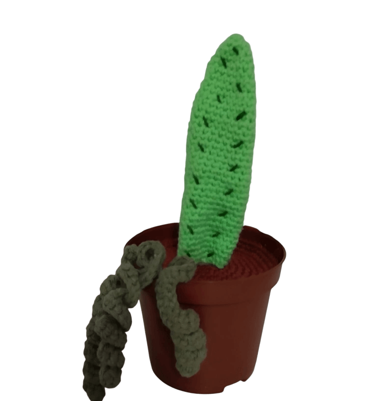 Cactus Mediano