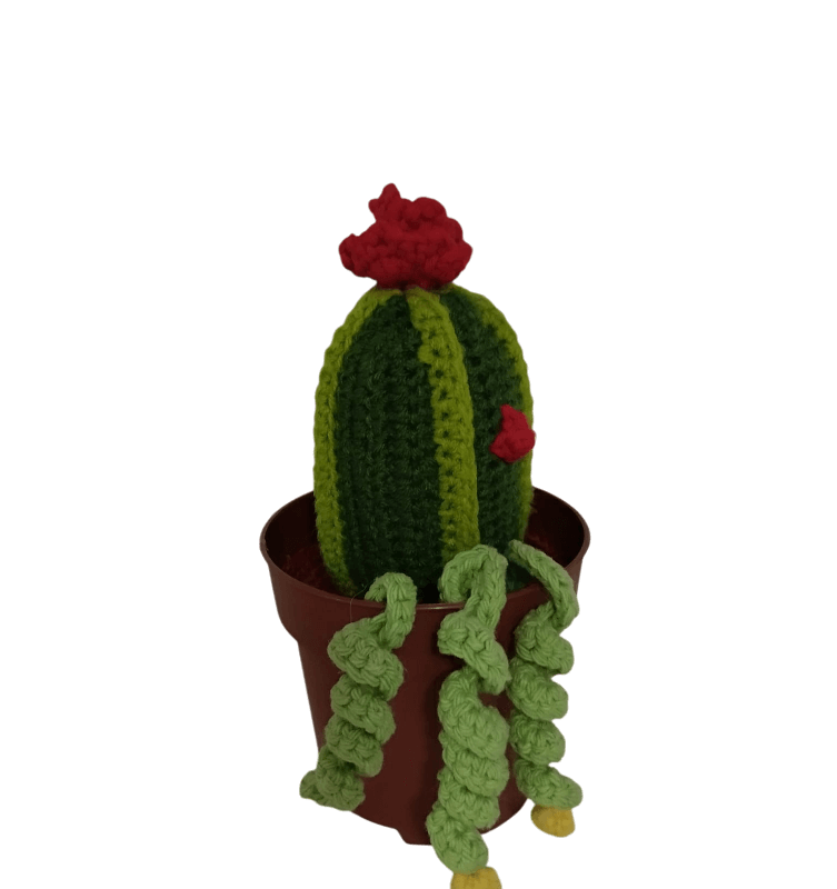 Cactus Mediano