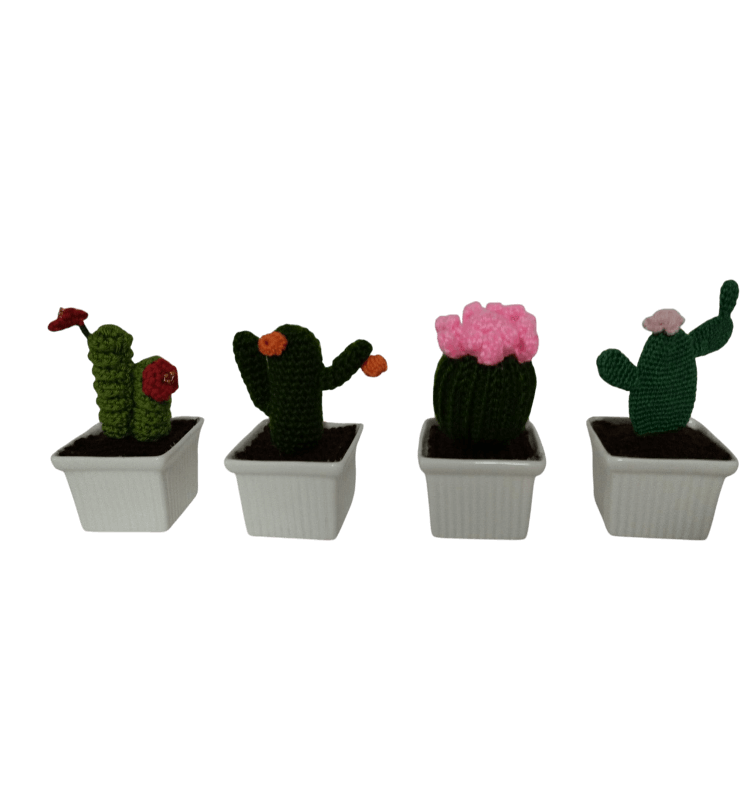 cactus pequeños